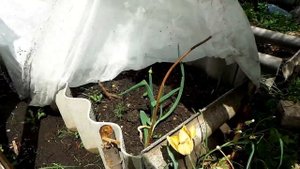 Грядки из пластиковых бутылок, моё мнение. На даче 9 Мая.