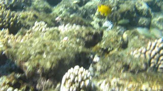 Красота Красного моря смотреть онлайн