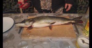 СУГУДАЙ по краснодарски. Пошаговый рецепт приготовления ЩУКИ.