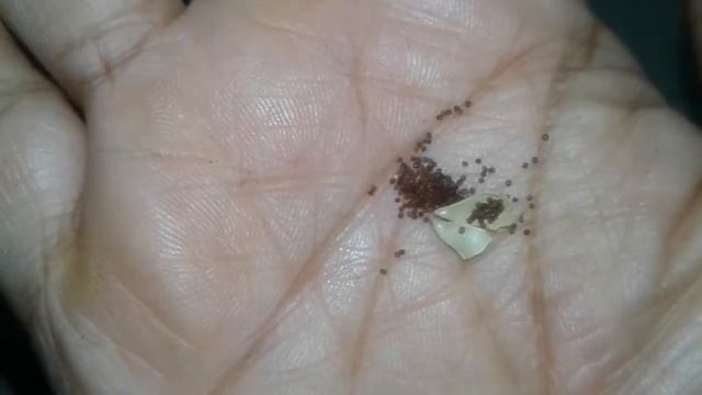 how to germinate Petunia seeds with hundred percent success in egg trays смотреть онлайн