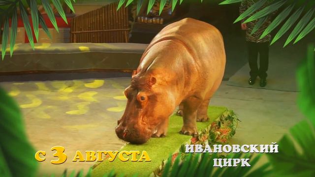 Тропик шоу