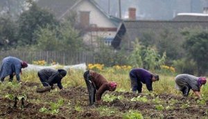 Принудительная вакцинация дачников московской области