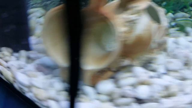 Аквариум на 70 литров смотреть онлайн