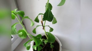 Стевия сахарная трава как вырастить из семян