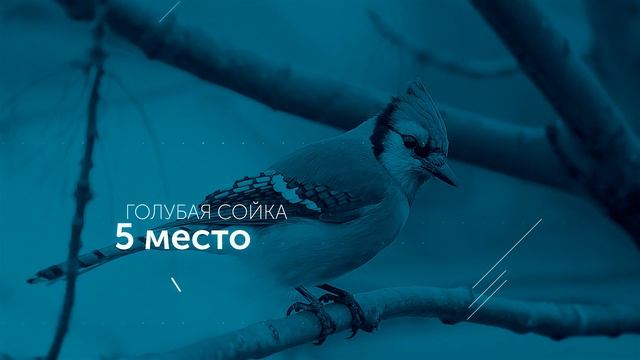 Самые красивые птицы мира. ТОП-10