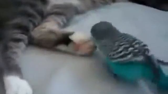 Попугайчик играет с котом Прикольные коты и кошки Смешные приколы с кошками1