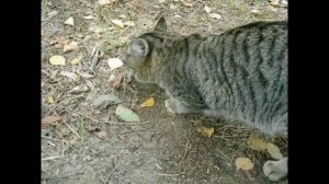 Кот Трофим и колбаса. (Club cat Trofim begging sausage on its hind legs.)