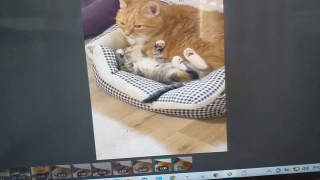 Не жалеет ласк на Булку Кекс смотреть онлайн