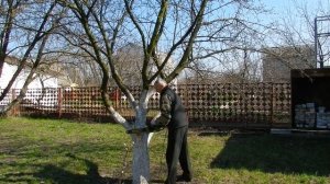 Электропила Procraft K1800 (Прокрафт) обзор. Демонстрация электропилы. Обрезка дерева.