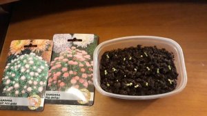 ВСХОДЫ АСТРЫ  БАМБИНА ?