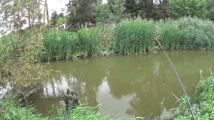 Рыбалка на р. Битца. Мелкий карась. Поймали рака. Отпустил весь улов в Пенягинский пруд в Митино.