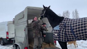 У нас появилась лошадка!