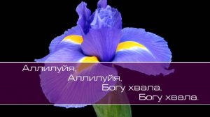 Океан Любви. Хвалите Бога небес