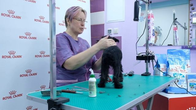 Щенок ЦВЕРГШНАУЦЕРА.Правила ухода. Содержание, груминг. Руководство пользователя. смотреть онлайн