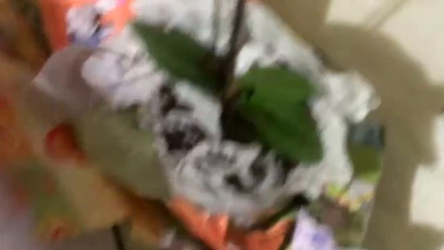 Второй ионопсис смотреть онлайн