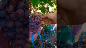 ПОЗДНИЙ ВИНОГРАД ЗАРЕВО (ПРИДОРОЖНЫЙ)