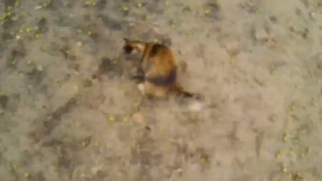 Кошки поспели, пора срывать смотреть онлайн