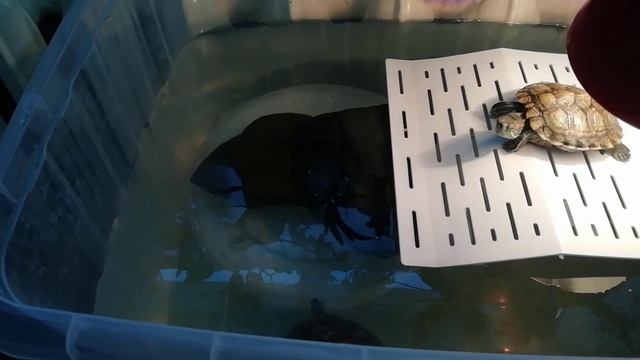 Красноухая черепаха в домашних условиях содержание и уход: пляжный лежак смотреть онлайн