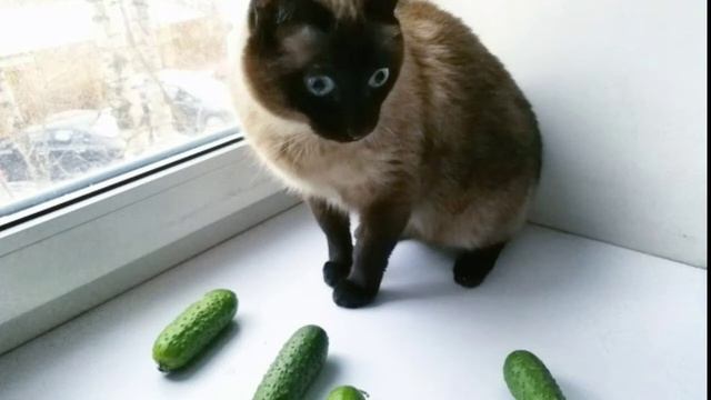 Почему коты и кошки боятся огурца? Вы не поверите... смотреть онлайн