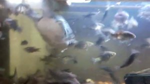 Аквариум 700 литров. Трионикс самка и самец.