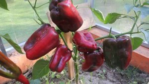 ПЕРЕЦ. Сорт - "НИЖЕГОРОДЕЦ". Томаты от Фёдора.