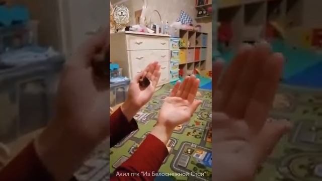 Интеллектуальная игра для собак. Самоед отгадывает! Smart dog game Samoyed - Самые умные собаки