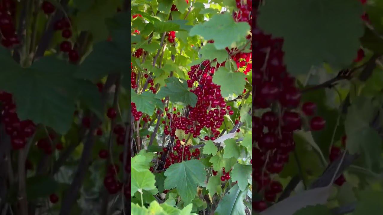 Красная смородина РУДНЕУС. Сладкая. #краснаясмородина #подмосковье #саженцы