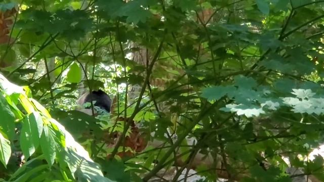 ЗООПАРК В АМЕРИКЕ смотреть онлайн