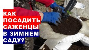 Как посадить саженцы в зимнем саду? How to plant seedlings in a winter garden