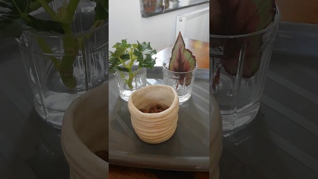 Укорененние бегоний. Таким образом бегония 100% пустит корни! смотреть онлайн