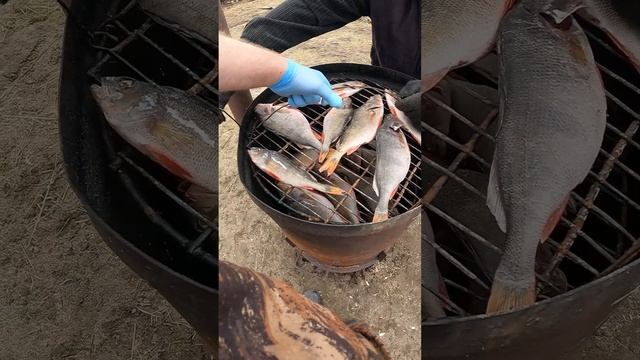 Окунь горячего копчения в бочке мультиварке