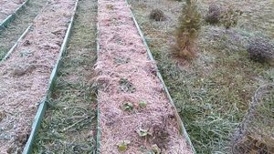 Укрытие клубники и малины на зиму!!! // Секреты хороших урожаев