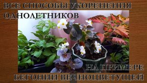 Все способы укоренения однолетников на примере Бегонии вечноцветущей.