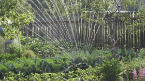 Утро на огороде. 6 соток 2 июля 2024 года.