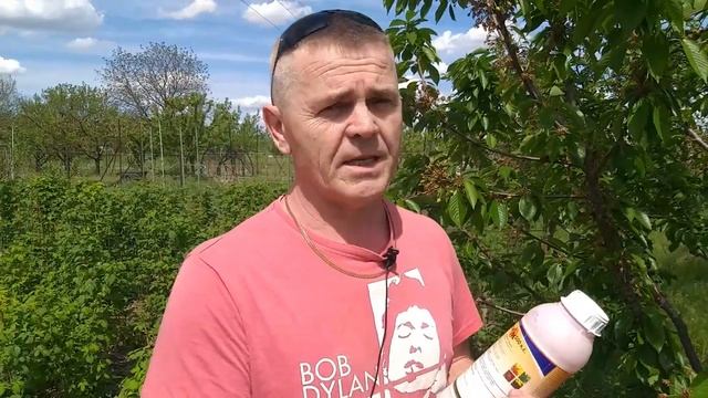 Черешня-вишня без болезней и ягоды без червей ??? смотреть онлайн