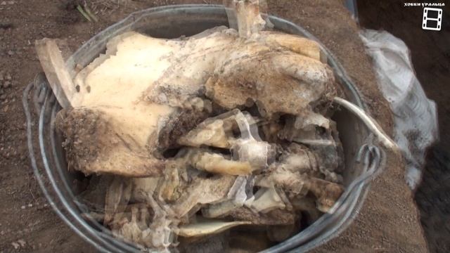 ПОСАДОЧНАЯ ТРАНШЕЯ ДЛЯ ВИНОГРАДА. ПОСАДКА ВИНОГРАДА ОСЕНЬЮ. СЕВЕРНЫЙ ВИНОГРАДНИК смотреть онлайн