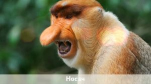 САМЫЕ РЕДКИЕ И НЕОБЫЧНЫЕ ЖИВОТНЫЕ НАШЕЙ ПЛАНЕТЫ (ЧАСТЬ 2)