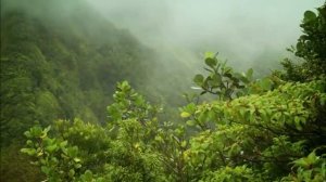 ОЧЕНЬ КРАСИВАЯ МУЗЫКА  - СКАЗКИ ОДИНОКОЙ ФЛЕЙТЫ