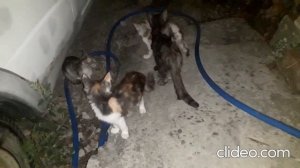 Мои любимые кошки.