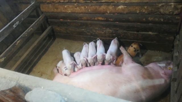 Каких животных заводить начинающим фермерам