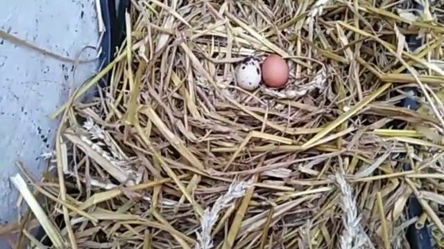 Итог эксперимента ? смотреть онлайн