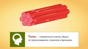 10.Общий обзор организма человека. Клеточное строение организма. Ткани. ЕГЭ Биология /8 класс #обзо