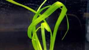 САГГИТАРИЯ ШИЛОВИДНАЯ. САГГИТАРИЯ СУБУЛАТА. Sagittaria subulata. СЕКРЕТЫ ВЫРАЩИВАНИЯ