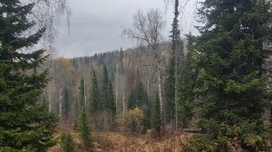 Первый выход с собакой на разведку угодий. Проверили берлогу.