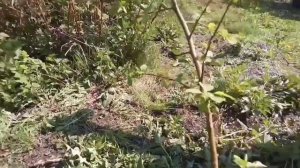 Прививка яблони, разными сортами.