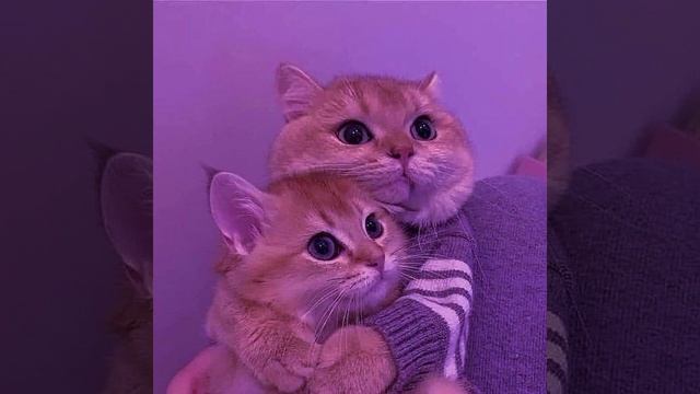 Озвучка фанфика по Соукоку " история о том как Чуя извинялся " (1 часть) смотреть онлайн