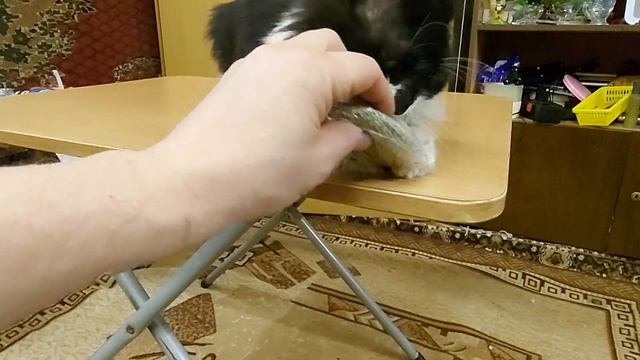 Я и подумать не мог что коты боятся щекотки. Кошачьи нежности у кота Чувачка. Маленькие пушистики