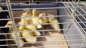 Казань Тэцевская Птичий рынок Индоутка утята Цыплята Гусята