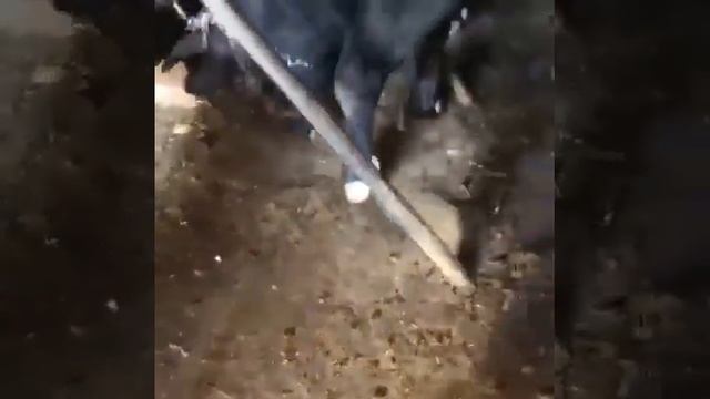 Злой Ангус, опасный бык.продажа быков из России. смотреть онлайн