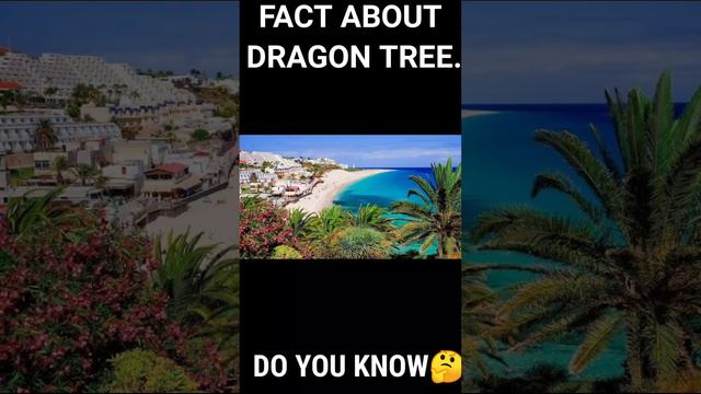 Fact about Dragon Tree..🤔🤔 #shortsvideo